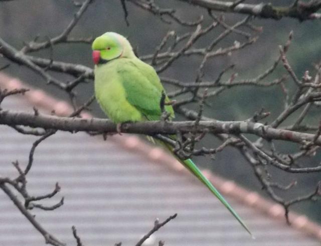 2014-01-02-parakeet